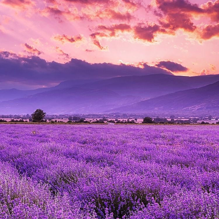 Color Hard Gel - Provence