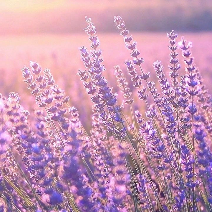 Color Hard Gel - Provence